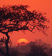 south_africa